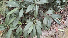 Ardisia cornudentata morrisonensis