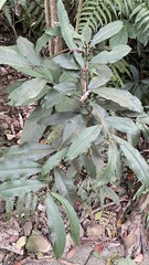 Ardisia cornudentata morrisonensis