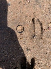 Damaliscus pygargus phillipsi