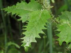 Urtica ferox