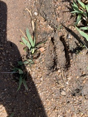 Damaliscus pygargus phillipsi