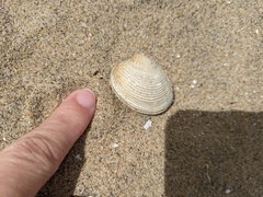 Veneridae