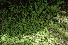 Dichondra repens