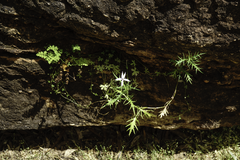 Lithotoma axillaris