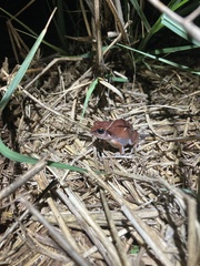 Arthroleptis stenodactylus