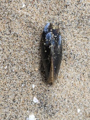 Mytilus
