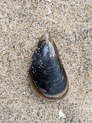 Mytilus