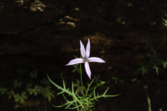 Lithotoma axillaris