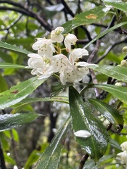 Anopterus glandulosus