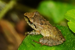 Pristimantis buenaventura