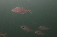 Pseudocaranx georgianus