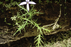 Lithotoma axillaris