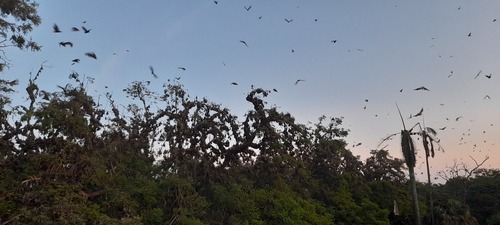 Straw-coloured Fruit Bat