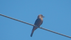 Hirundinea ferruginea