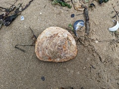 Ostrea angasi