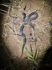 Crotaphopeltis hotamboeia