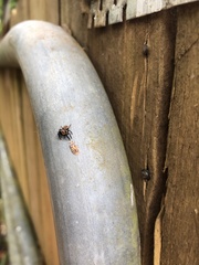 Monophlebidae