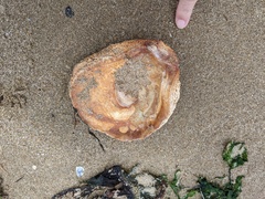 Ostrea angasi
