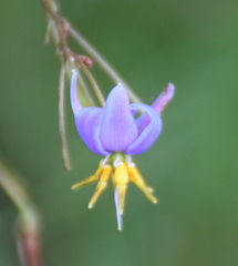 Dianella longifolia longifolia