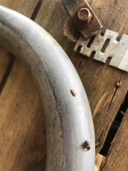 Monophlebidae