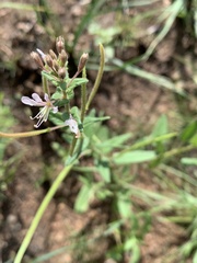 Cleome monophylla