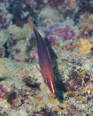 Pseudocheilinus octotaenia