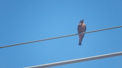 Hirundinea ferruginea