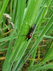 Dilophus nigrostigma