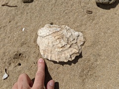 Ostrea angasi