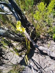 Orthochilus tabularis
