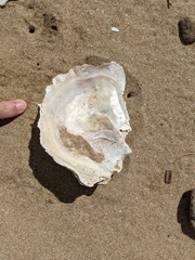 Ostrea angasi