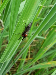 Dilophus nigrostigma