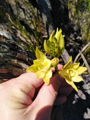 Orthochilus tabularis