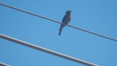 Hirundinea ferruginea