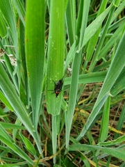 Dilophus nigrostigma