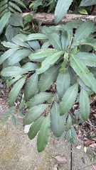 Ardisia cornudentata morrisonensis