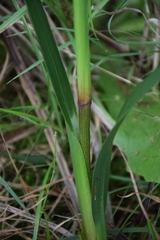 Dianella longifolia longifolia