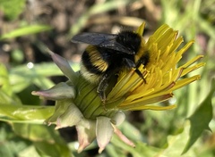 Bombus
