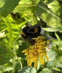 Bombus