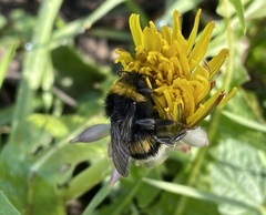 Bombus