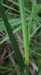 Dianella longifolia longifolia