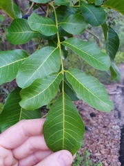 Canarium australianum