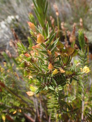 Agathosma pungens