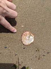 Pecten fumatus
