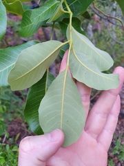Canarium australianum