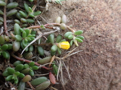 Portulaca psammotropha