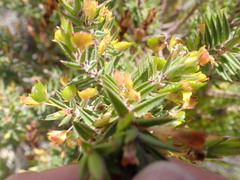 Agathosma pungens