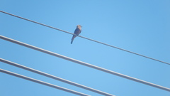 Hirundinea ferruginea