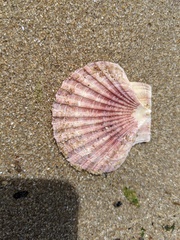 Pecten fumatus