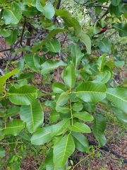 Canarium australianum